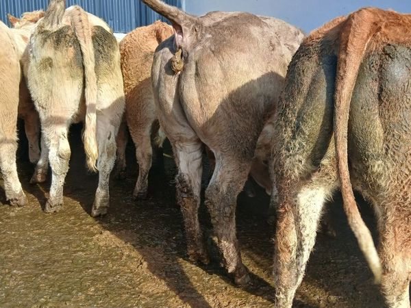 10 super  store -heifers 500 kgs - Main image