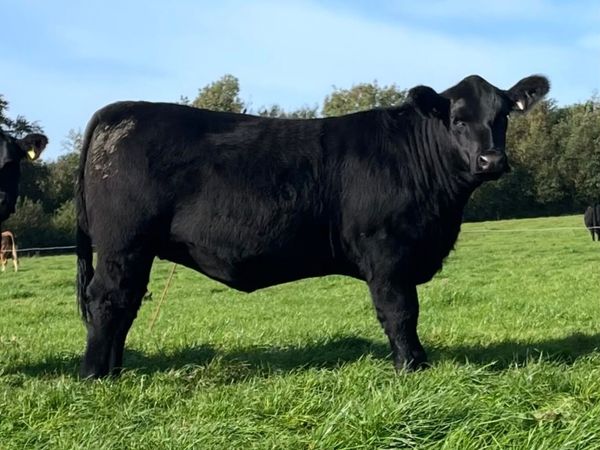 Coolrain Angus & Monagh Charolais/Limousin sale - Main image