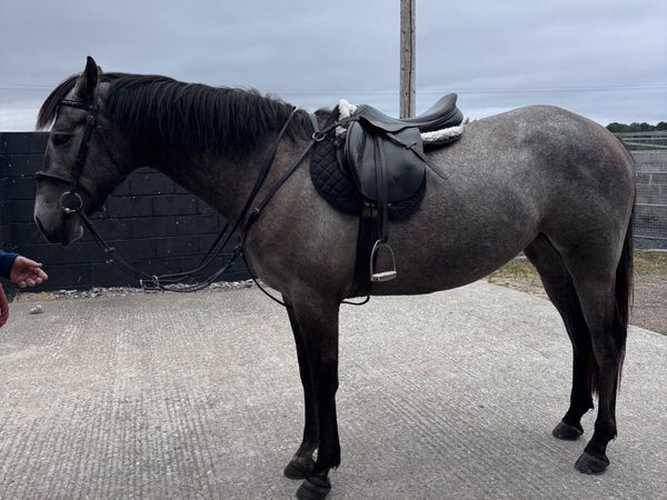 3 year old filly - Main image