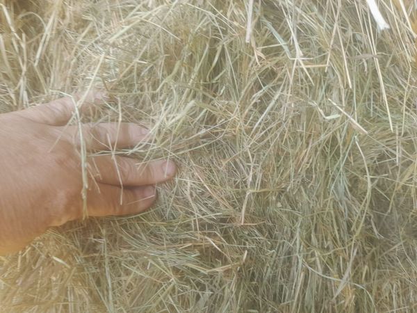 Hay Bales 8X4X3 - Main image