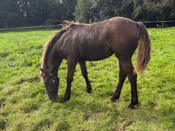 Super Irish draught Filly Foal - Main image