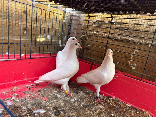 Logan pigeons - Main image