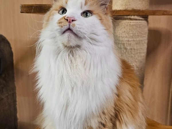 Maine coon female - Main image