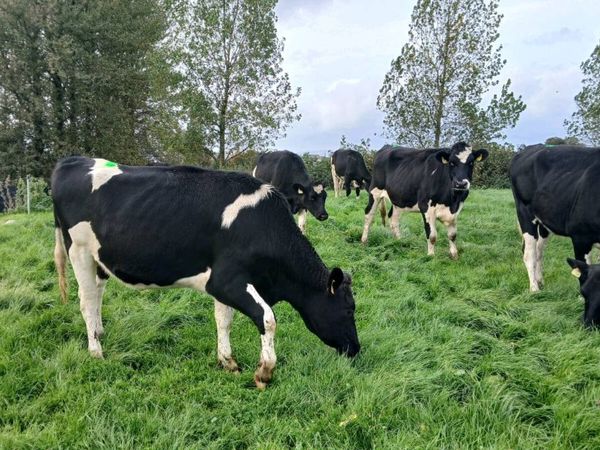 20 Incalf heifers - Main image
