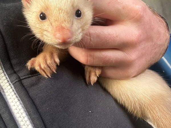 Ferret kits - Main image