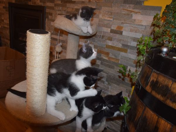 5 Kittens For Sale - Main image