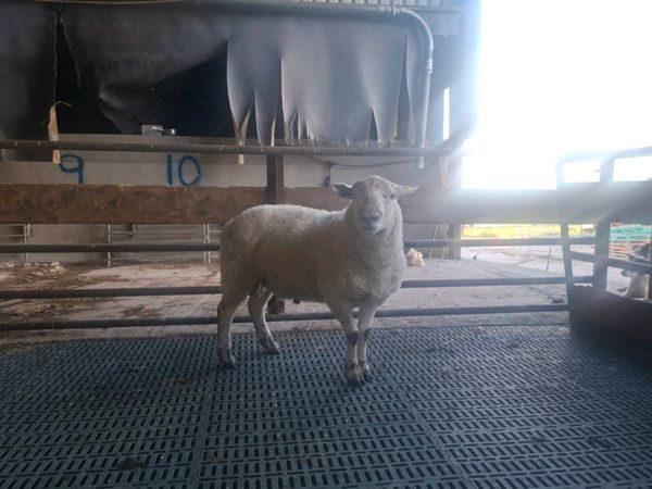 Sufftex Hogget Ram - Main image