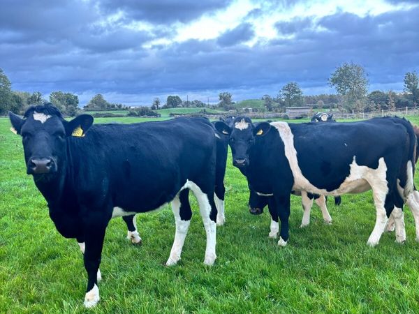 Maiden Heifers - Main image