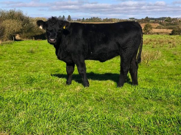 Pedigree Angus heifers - Main image