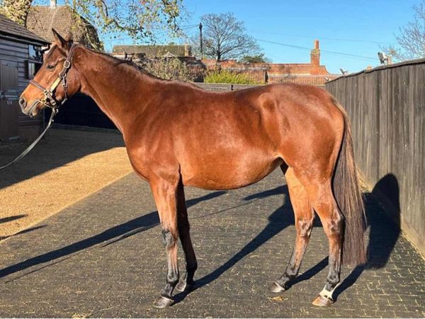 Camelot Thoroughbred Mare - Main image