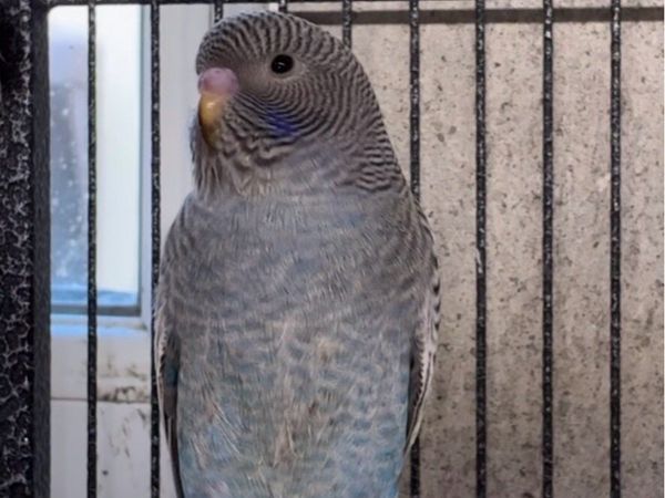 Bf/bw budgies - Main image