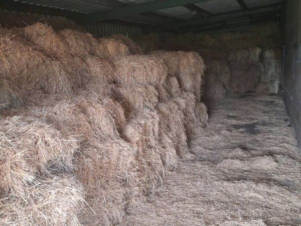 Organic Hay - Main image