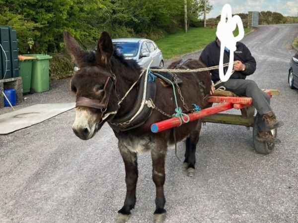 Mare donkey - Main image