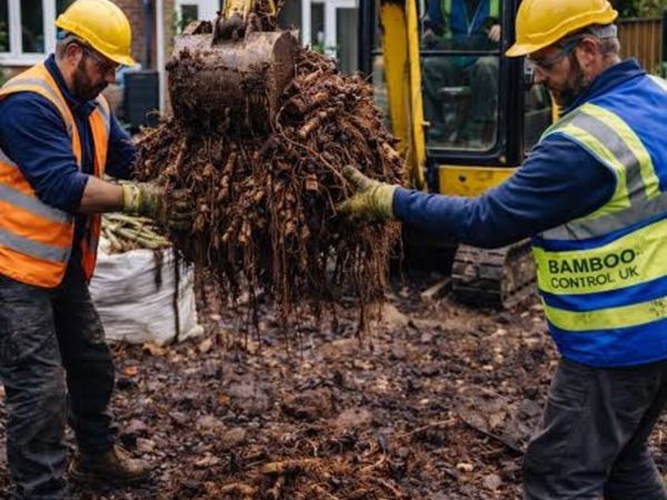 bamboo removal service - Main image