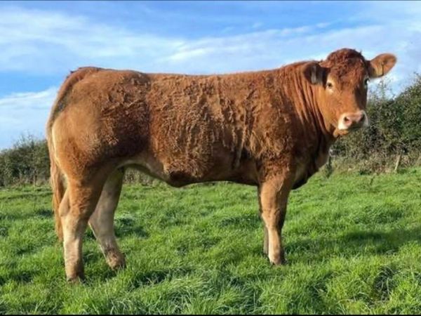 Pedigree Online sale 16th-19th October - Main image