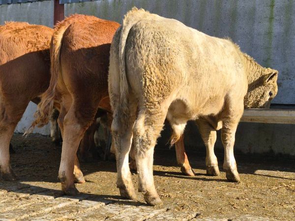10 Super Weanling Bullocks - Main image