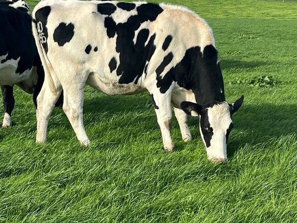 27 incalf heifers - Main image