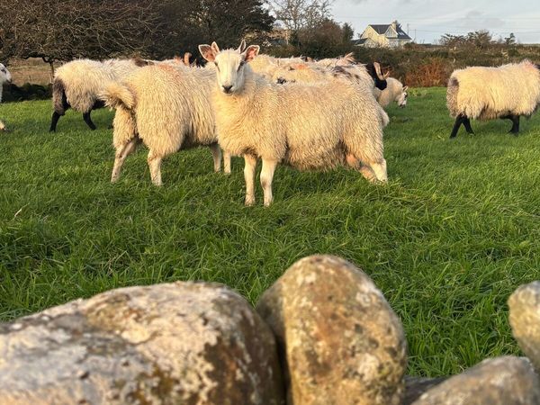 North county Cheviot cross ram lambs - Main image