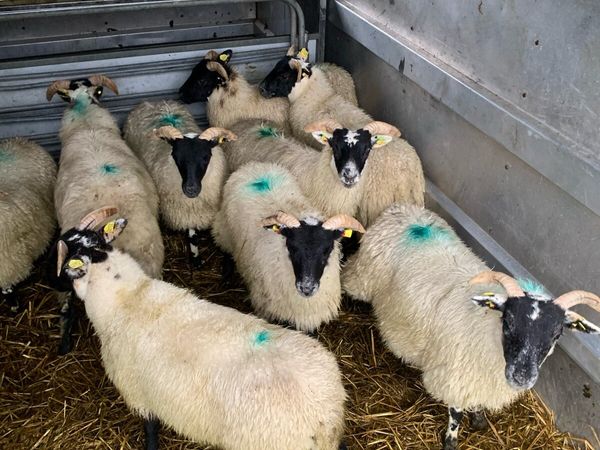⭐ Lanark Ewe lambs ⭐ - Main image