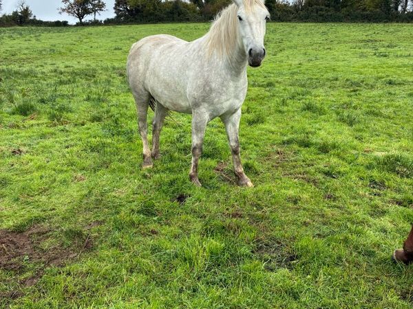 3 year old Draught Gelding - Main image