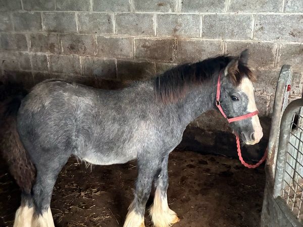 Colt foal - Main image