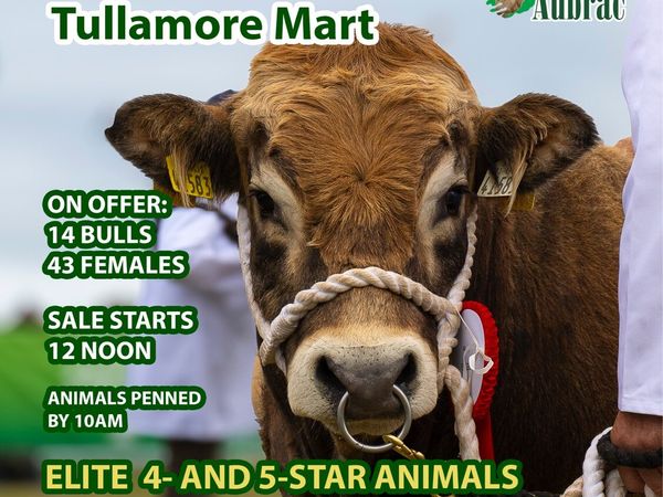 Irish Aubrac Show and Sale - Main image