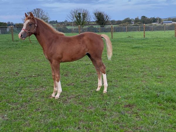 Future Star ****Quality Foal - Main image