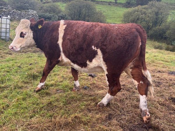 Heifer - Main image