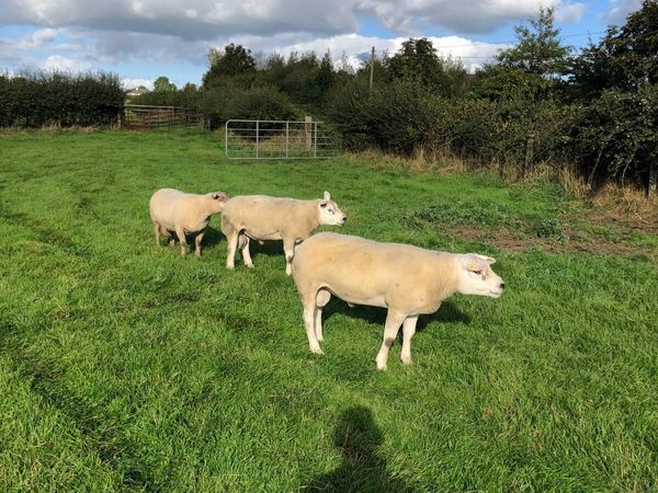 Purebred Rams - Main image