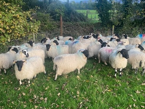 Scotch Ewe Lambs - Main image
