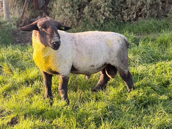 P/B Suffolk Ram - Main image