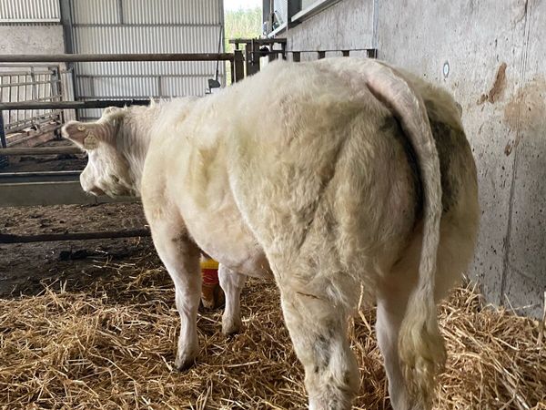 💥💥Smashing heifer💥💥 - Main image