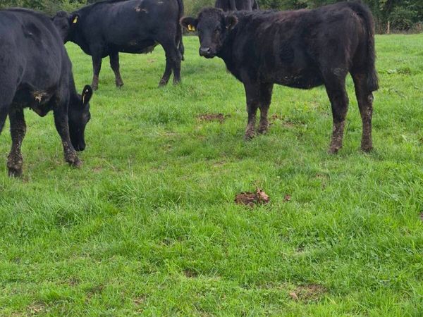 Heifers - Main image