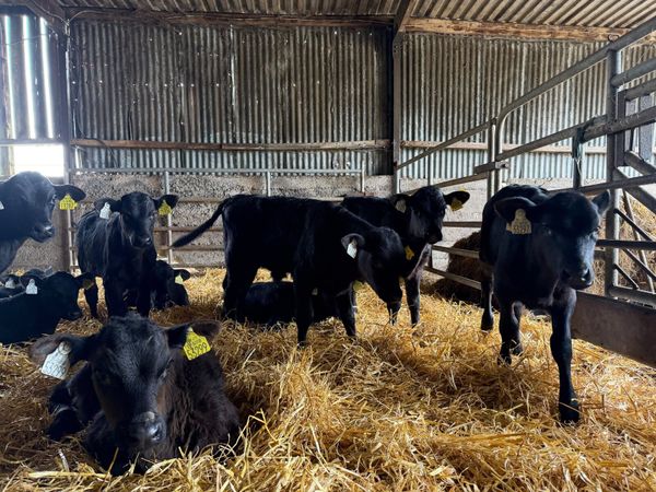 Angus Calves - Main image