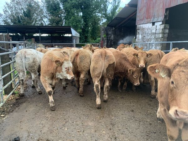 50 super charlaois heifers - Main image