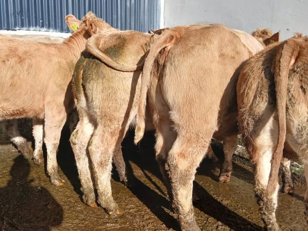 10 super heifers - Main image