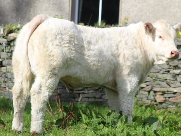 Calves - Main image