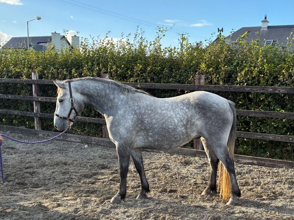 3 year old Connemara gelding - Main image