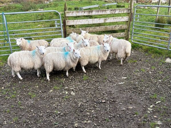 Ewe lambs - Main image