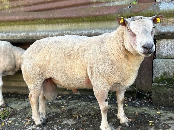 Charlaois X ram - Main image