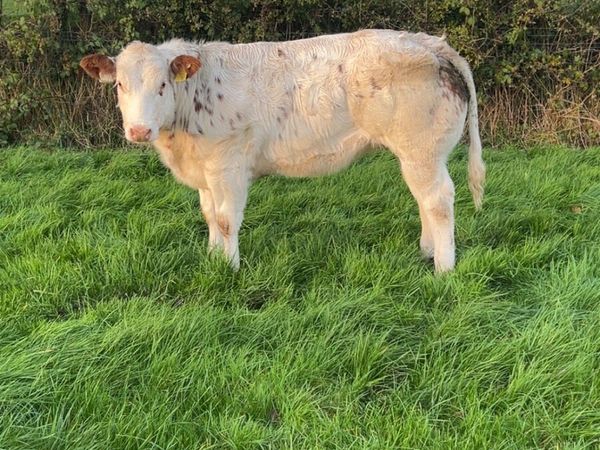 Super Belgian Blue Heifer - Main image