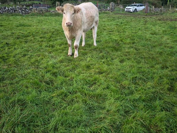 BREEDING HEIFERS WITH STARS FOR SALE (LOT 128-136) - Main image