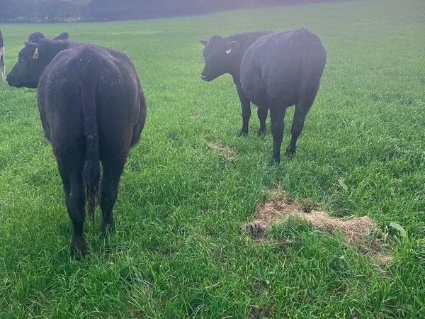 Angus Heifers - Main image