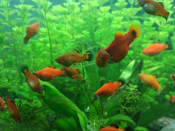 Orange / Red Platy Fish for Sale - Main image