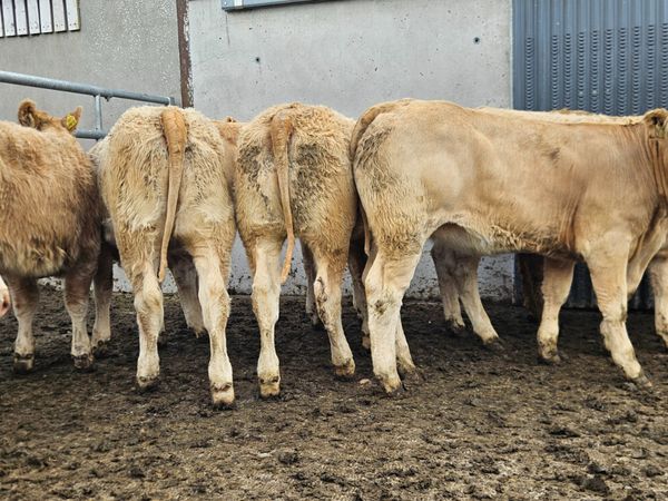 Over 100 Super Continental U Grade Heifers - Main image