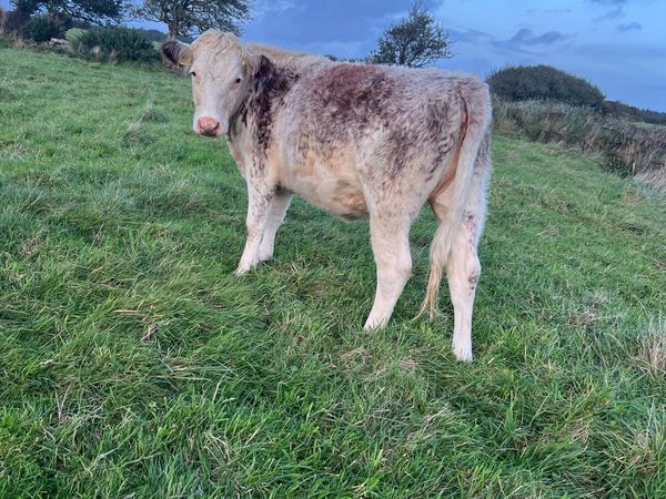 Heifers - Main image