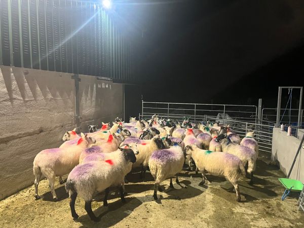 Sheep - Main image