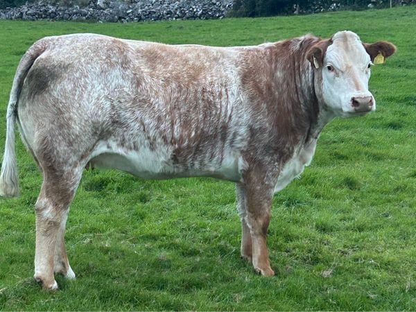 In Calf Heifers Oct 31st Ballinasloe Mart - Main image