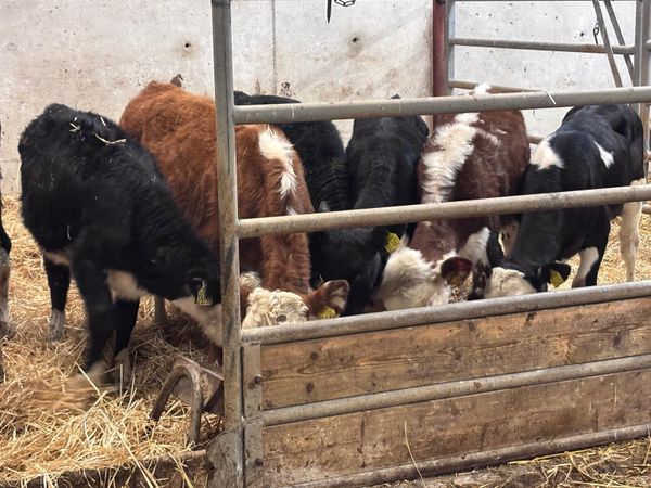 9 Hereford & Angus weanlings for sale @€535 - Main image
