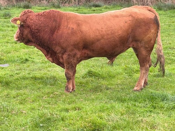 Bull - Main image